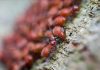Termite Parasite Control Solutions Termite Parasite Control Solutions