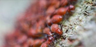 Termite Parasite Control Solutions Termite Parasite Control Solutions