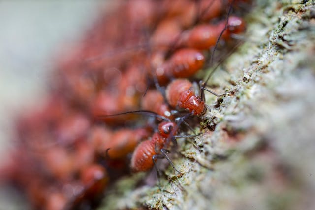 Termite Parasite Control Solutions
