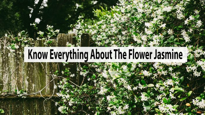 Know Everything About The Flower Jasmine