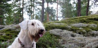 Discover the Charm of Dog-Friendly Cottages in the Cotswolds Dog-Friendly Cottages