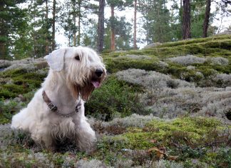 Discover the Charm of Dog-Friendly Cottages in the Cotswolds Dog-Friendly Cottages